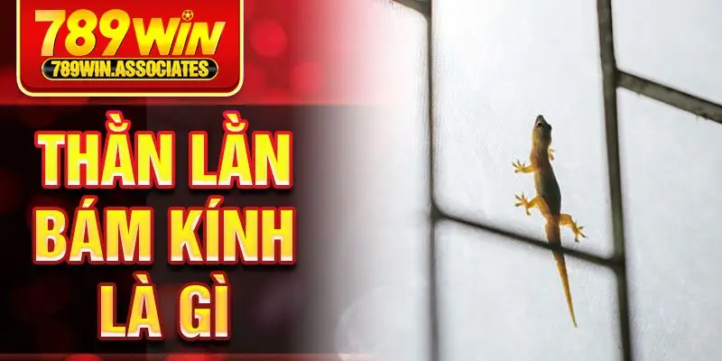 Thằn Lằn Bám Kính Là Gì? Điều Tra Về Ý Nghĩa Và Điềm Báo